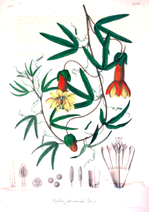 Passiflora andina [as Rathea floribunda]. Free illustration for personal and commercial use.