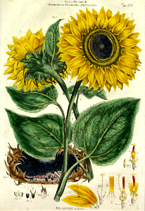Sunflower (1777). Free illustration for personal and commercial use.