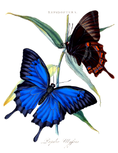 Blue mountain swallowtail, Ulysses butterfly, blue emperor (Papailio ulysses)