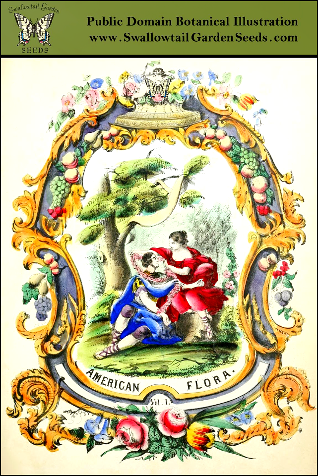 Title page of The American Flora Vol. 1, by Strong, Asa B. (1855). Free illustration for personal and commercial use.