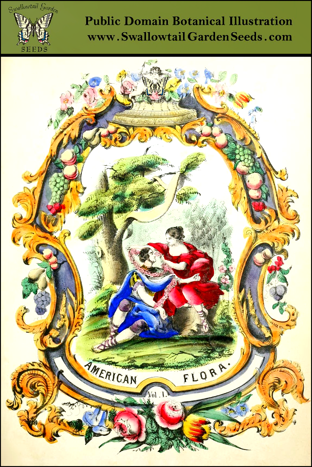 Title page of The American Flora Vol. 1, by Strong, Asa B. (1855)