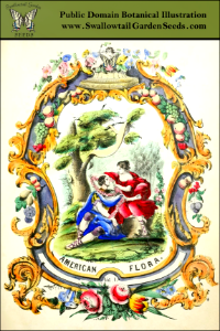 Title page of The American Flora Vol. 1, by Strong, Asa B. (1855)