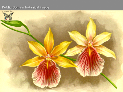 Miltonia regnellii var. veitchiana