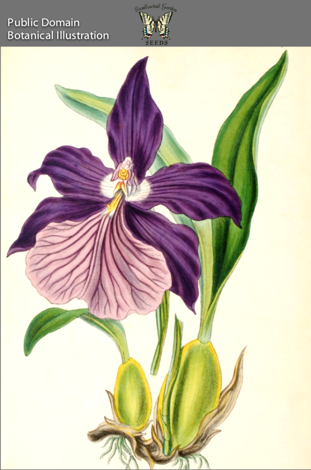 Miltonia moreliana. Illustrations of Orchidaceous Plants (1857).