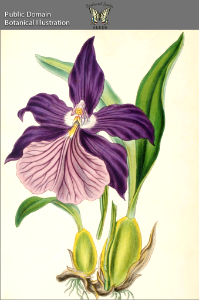 Miltonia moreliana. Illustrations of Orchidaceous Plants (1857).. Free illustration for personal and commercial use.