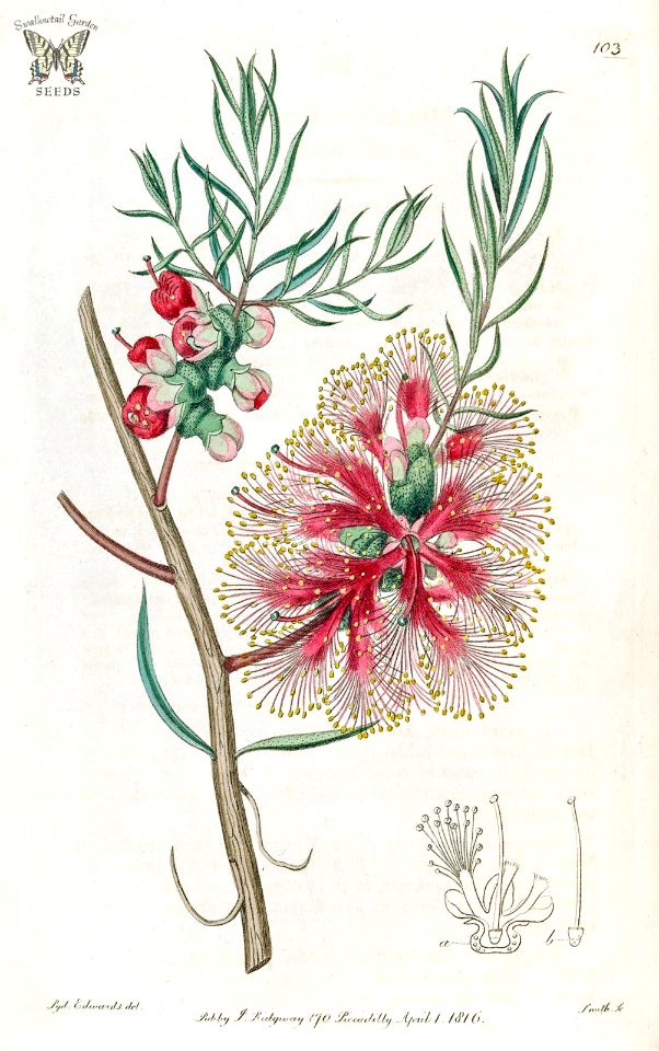 Scarlet Honey Myrtle. Melaleuca fulgens. The Botanical Register, Vol. 2 (1816)