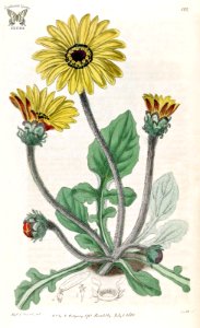 African Daisy. Arctotis acaulis. The Botanical Register, Vol. 2 (1816). Free illustration for personal and commercial use.