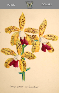 Cattleya guttata var. Leopardina. Collection of Orchids-aquarelles originales (1850-1870)