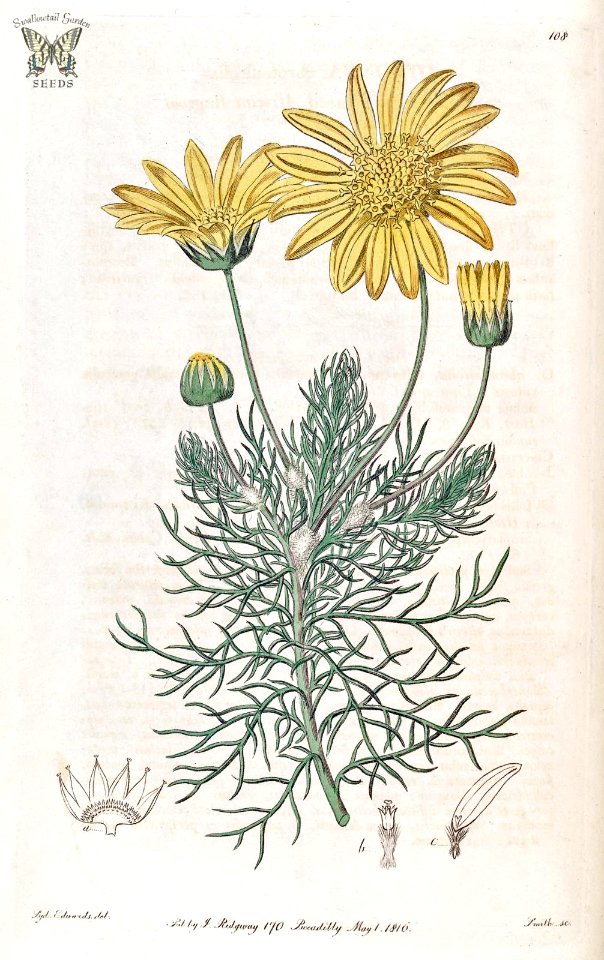 Mountain Resin Bush. Euryops abrotanifolius. Botanical Register, Vol. 2 (1816)