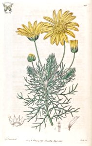 Mountain Resin Bush. Euryops abrotanifolius. Botanical Register, Vol. 2 (1816)