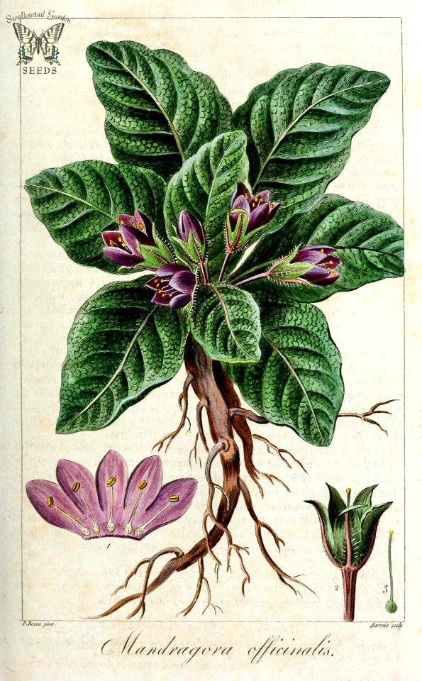 Mandrake