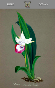 Warczewiczella marginata [as Warrea quadrata]. Collection of Orchids-aquarelles originales (1850-1870)