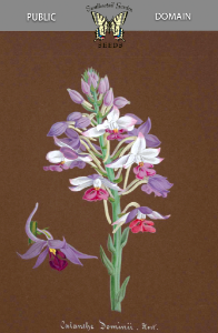 Calanthe x dominii hort. Collection of Orchids-aquarelles originales (1850-1870)