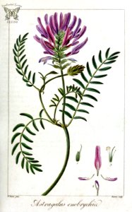 Milk Vetch. Astragalus onobrychis. Herbier général de l’amateur, vol. 8 (1817-1827) [P. Bessa]. Free illustration for personal and commercial use.