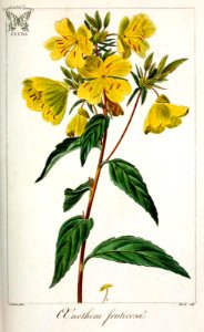 Sundrops. Oenothera fruticosa. Herbier général de l’amateur, vol. 8 (1817-1827) [P. Bessa]. Free illustration for personal and commercial use.