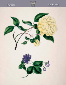 Yellow China Rose (Rosa odorata var. flavescens), and Liverwort, Pennywort, Hepatica (Anemone hepatica). Gleadall, E.E., The beauties of flora (1839).. Free illustration for personal and commercial use.