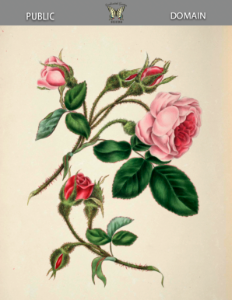 Moss rose (1839). Free illustration for personal and commercial use.