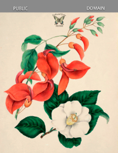 Cockspur Coral beau (Erythrina crista-galli) and Japonica (Camellia japonica var. flore simplici alba) Gleadall, E.E., The beauties of flora (1839).. Free illustration for personal and commercial use.