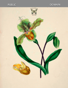 The Splendid Paphiopedilum (Paphiopedilum insigne) Gleadall, E.E., The beauties of flora (1839). Free illustration for personal and commercial use.