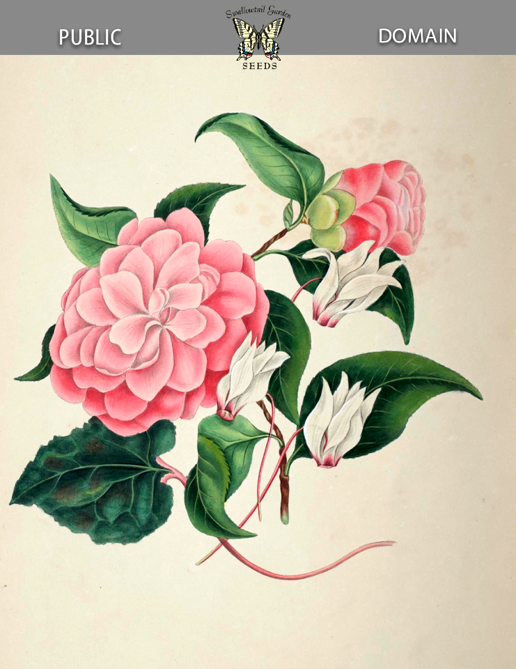 Myrtle-leaved Camellia, Japan Rose (Camellia japonica var. myrtifolia),  and Persian cyclamen (Cyclamen persica). Gleadall, E.E., The beauties of flora (1839).