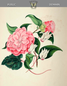 Myrtle-leaved Camellia, Japan Rose (Camellia japonica var. myrtifolia), and Persian cyclamen (Cyclamen persica). Gleadall, E.E., The beauties of flora (1839).. Free illustration for personal and commercial use.