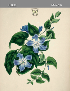 Vinca major var. caerulea. Gleadall, E.E., The beauties of flora (1839).. Free illustration for personal and commercial use.