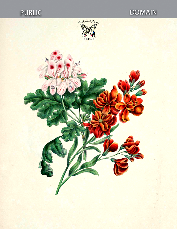 Wallflower (Erysimum cheiri), and  Pelargonium (Pelargonium hort. cv. Helena). Gleadall, E.E., The beauties of flora (1839).