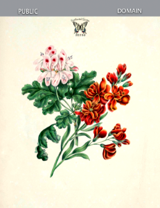 Wallflower (Erysimum cheiri), and Pelargonium (Pelargonium hort. cv. Helena). Gleadall, E.E., The beauties of flora (1839).. Free illustration for personal and commercial use.