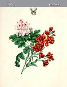 Wallflower (Erysimum cheiri), and  Pelargonium (Pelargonium hort. cv. Helena). Gleadall, E.E., The beauties of flora (1839).