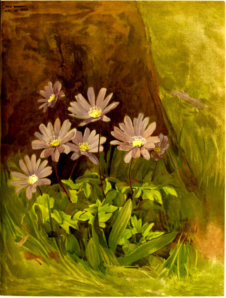 Blue Anemone. Anemone apennina. Early spring blue flowers above fern-like foliage. Perennial. (1894). Free illustration for personal and commercial use.
