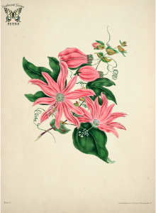 Racemose Passion flower. Passiflora racemosa. The beauties of flora- with botanic and poetic illustrations, being a selection of flowers drawn from nature arranged emblematically: with directions for colouring them Gleadall, Eliza Eve (1834). Free illustration for personal and commercial use.