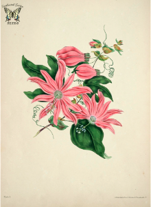 Racemose Passion flower. Passiflora racemosa. The beauties of flora- with botanic and poetic illustrations, being a selection of flowers drawn from nature arranged emblematically: with directions for colouring them Gleadall, Eliza Eve (1834)