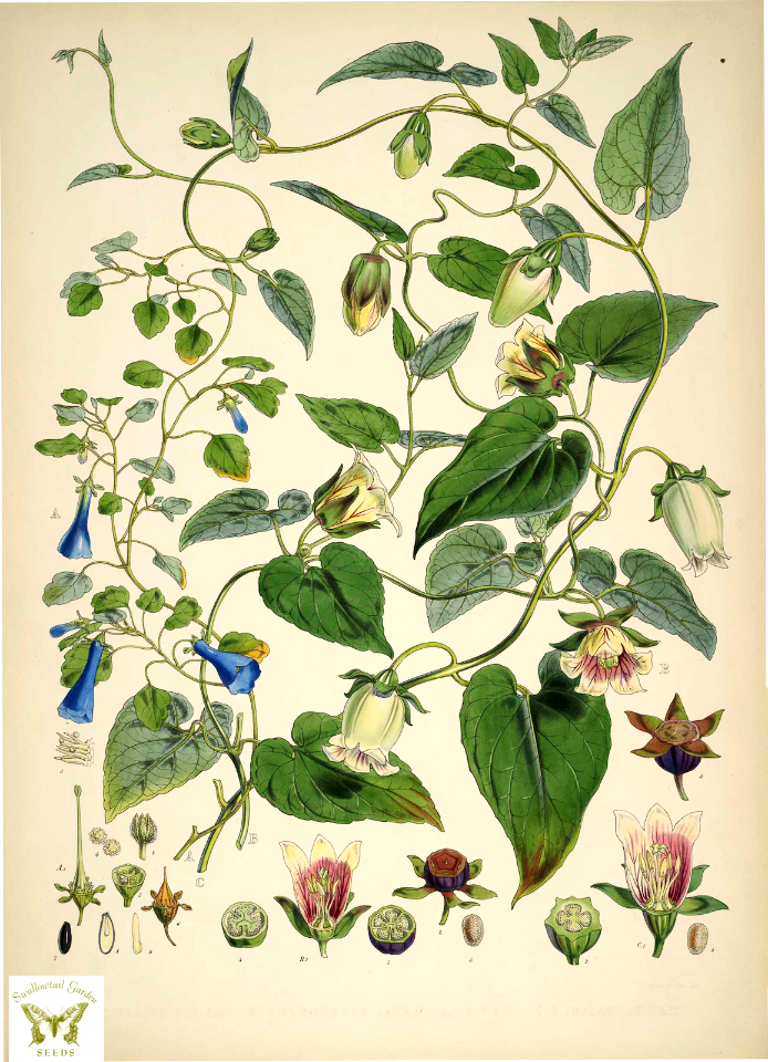 Codonopsis gracilis, Codonopsis javanica, and Codonopsis inflata. Illustrations of Himalayan Plants (1855) [W.H. Fitch]