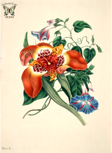 Mexican Tiger-flower and (Tigridia pavonia), and Blue Major Convolvulus (Convolvulus major). The beauties of flora (1839).. Free illustration for personal and commercial use.