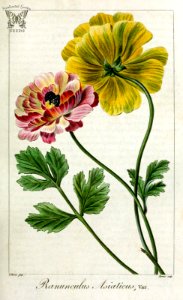 Ranunculus asiaticus var. hort. Herbier général de l’amateur, vol. 8 (1817-1827) [P. Bessa]. Free illustration for personal and commercial use.