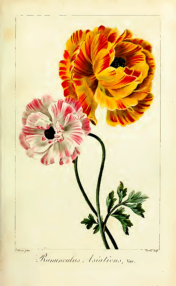 Ranunculus asiaticus L. var. hort. Herbier général de l’amateur, vol. 8 (1817-1827) [P. Bessa]