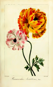 Ranunculus asiaticus L. var. hort. Herbier général de l’amateur, vol. 8 (1817-1827) [P. Bessa]