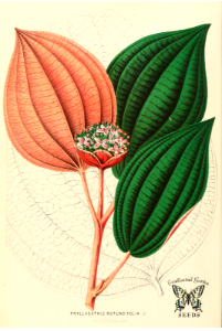 Pllaced on private July 17, 2015. Phyllagathis rotundifolia. Annales d'horticulture et de botanique, ou Flore des jardins du royaume des Pays-Bas vol. 4 (1861)