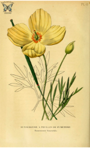 Mexican Tulip Poppy. Hunnemannia fumariifolia. Annales de flore et de pomone (1835-1836)-2. Free illustration for personal and commercial use.