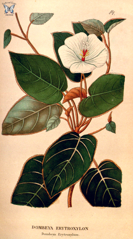 Trochetia erythroxylon  [as Dombeya erythroxylon] Annales de flore et de pomone (1841-1842)