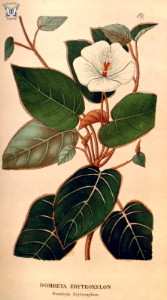 Trochetia erythroxylon [as Dombeya erythroxylon] Annales de flore et de pomone (1841-1842). Free illustration for personal and commercial use.