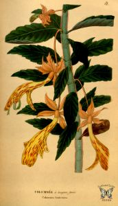Columnea lindeniana hort. Annales de flore et de pomone (1841-1842). Free illustration for personal and commercial use.
