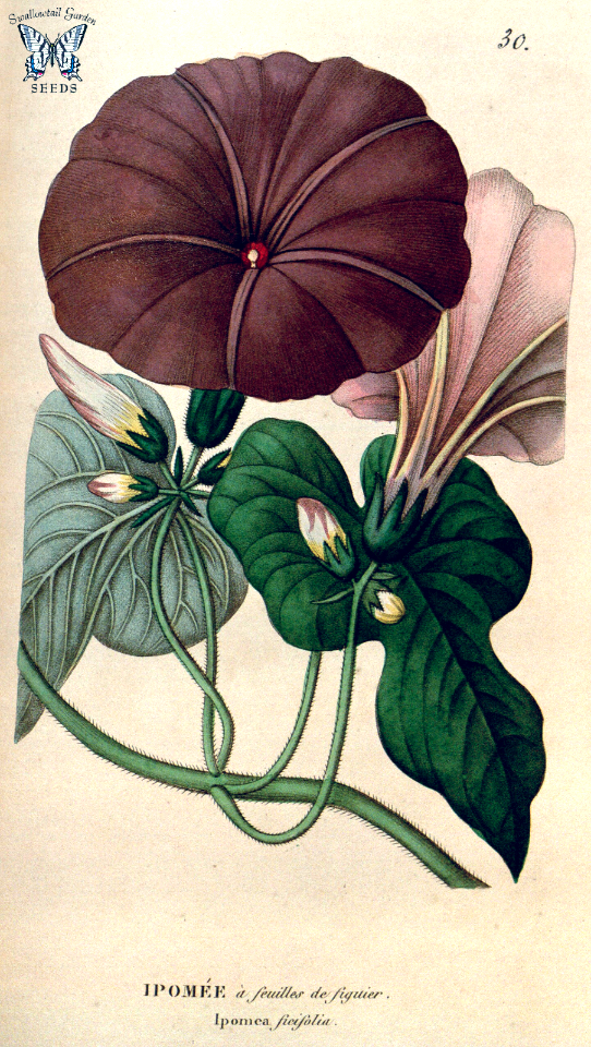 Ipomoea ficifolia. Annales de flore et de pomone- ou journal des jardins et des champs, vol. 10 (1817)
