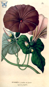 Ipomoea ficifolia. Annales de flore et de pomone- ou journal des jardins et des champs, vol. 10 (1817). Free illustration for personal and commercial use.