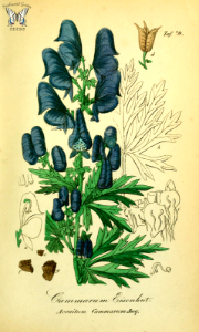 Aconitum cammarum. Sammtlich Giftgewache Deutschlands (1854). Free illustration for personal and commercial use.