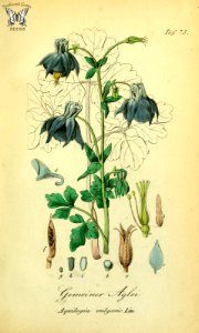Columbine. Aquilegia vulgaris. Sammtlich Giftgewache Deutschlands (1854)