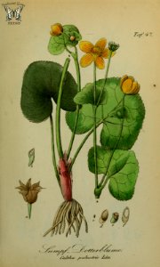Marsh Marigold, Kingcup. Caltha palustris. Sammtlich Giftgewache Deutschlands (1854)