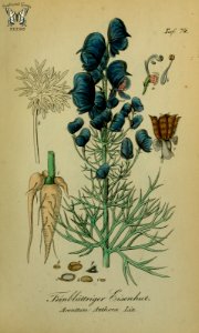 Aconitum anthora. Sammtlich Giftgewache Deutschlands (1854). Free illustration for personal and commercial use.