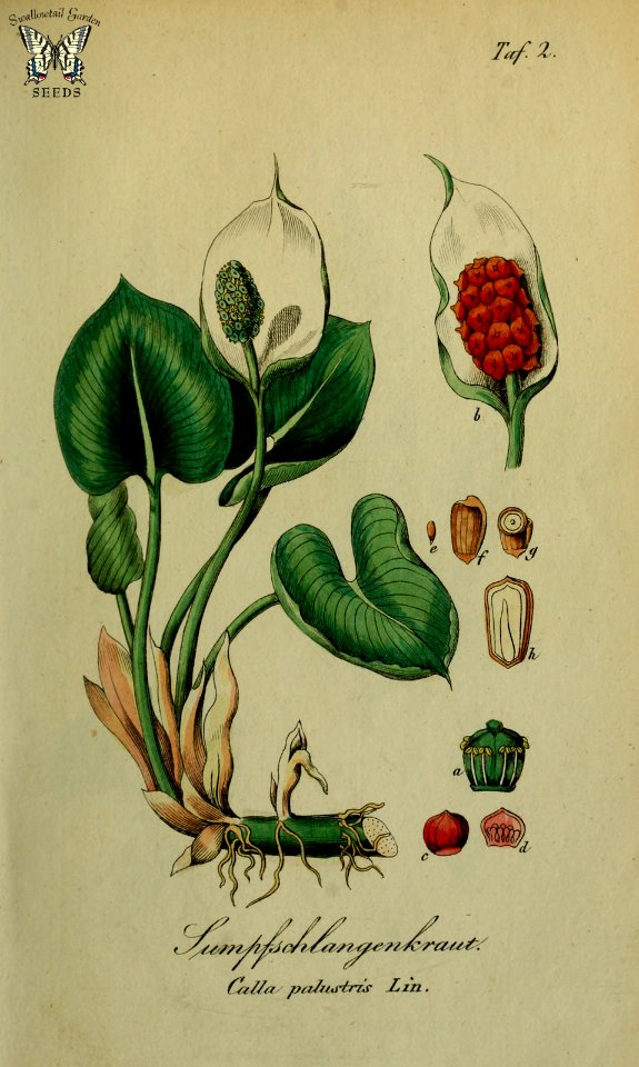 Calla palustris. Sammtlich Giftgewache Deutschlands (1854)