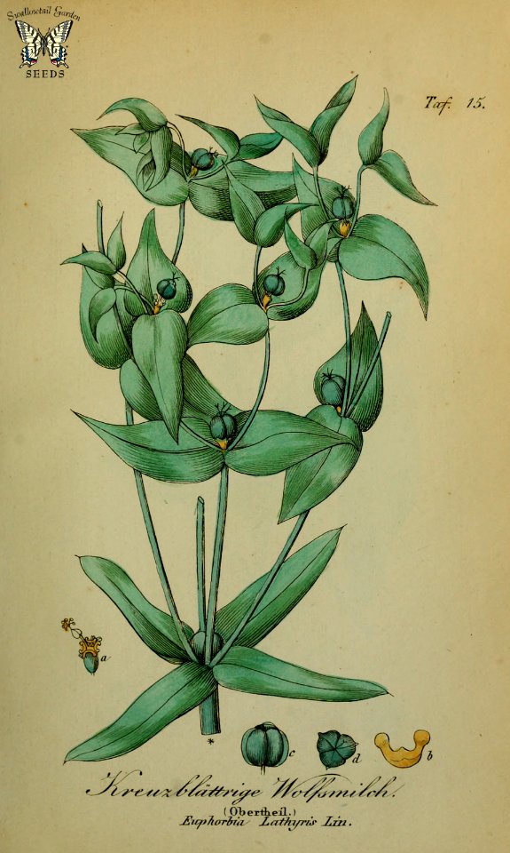 Caper Spurge. Euphorbia lathyris. Sammtlich Giftgewache Deutschlands (1854)